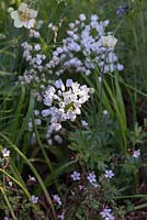 Allium cowanii, a bulb bearing clusters of white flowers from May. RHS Chelsea Flower Show 2016