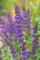 Salvia x sylvestris 'RÃ¼gen',a compact perennial sage with  racemes of deep violet flowers in early summer. Hampton court flower show 2016 