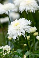 Leucanthemum x superbum 'Ice Star', a double flowered Shasta Daisy.