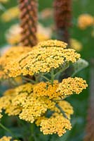 Achillea 'Terracotta',  a tall yarrow with flat sprays of deep yellow flowers which fade to cream.