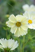 Cosmos bipinnatus 'Xanthos', a dwarf half hardy annual with soft yellow flowers.