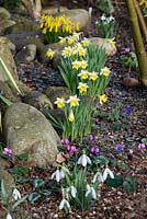Narcissus 'Topolino', a small early trumpet daffodil, with snowdrops, cyclamen and windflowers.