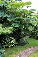 An exotic foliage border planted with Tetrapanax papyrifer, rice paper plant.