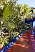 Palms beside a path leading to the villa-studio in the Jardin Majorelle. Created by Jacques Majorelle and further developed by Yves Saint Laurent and Pierre BergÃ©, Marrakech, Morocco