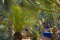 Palms in the Jardin Majorelle. Created by Jacques Majorelle and further developed by Yves Saint Laurent and Pierre Bergé, Marrakech, Morocco