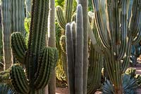 Cacti in the Jardin Majorelle. Created by Jacques Majorelle and further developed by Yves Saint Laurent and Pierre Berge, Marrakech, Morocco