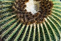 Echinocactus grusonii - Barrel Cactus in the Jardin Majorelle. Created by Jacques Majorelle and further developed by Yves Saint Laurent and Pierre Berge, Marrakech, Morocco