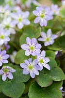 Hepatica nobilis var. japonica f. magna, clump forming, evergreen perennials with flowers in vibrant hues, from March until April.