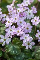 Hepatica nobilis var. japonica f. magna, perennial, bears evergreen marbled leaves and flowers in vibrant hues, from March until April.