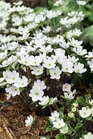 Hepatica x schlyteri 'Ashwood Hybrids', combines evergreen foliage of H. maxima with flower colour and form of H. nobilis. Flowers March and April.