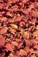 Coleus 'Henna'