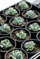 Pots of Echeveria 'Topsy Turvy' with multiple, fleshy grey green leaves seen growing in a glass house.