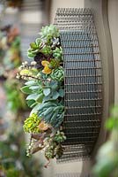 Show garden with organically shaped timber and wire wall mounted decorative pods planted with a variety of succulents.
