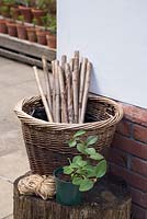 Materials required for creating a Homemade Trellis are Hazel sticks, string, a wicker container, Lonicera periclymenum 'Fragrant Cloud' and Parsley