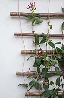 Lonicera periclymenum 'Fragrant Cloud' climbing a homemade trellis