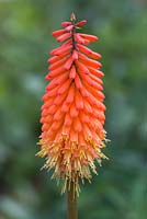 Kniphofia 'Alcazar'