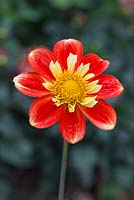 Dahlia 'Pooh'