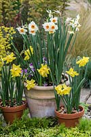 In large terracotta pot, Narcissus 'Bright Eyes'. In smaller pots, Narcissus 'Verdin'.