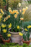 In large pot, Narcissus 'Blushing Lady'. In small pots Narcissus 'Verdin'.
