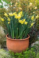 Narcissus 'Verdin' planted in a terracotta pot.