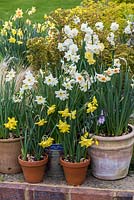 An April daffodil display with Narcissus 'Geranium', 'Bright Eyes', 'Lieke' and 'Verdin' in pots.