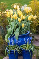 Pot of  Tulipa 'Antoinette', an unusual multi headed tulip which opens yellow and increasingly blushes with age. Late flowering from April.