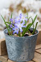 Chinodoxa luciliae, glory-of-the-snow, in a metal pot.