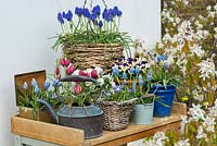 A potting bench with spring container display of Muscari 'Ocean Magic', Muscari 'Artist', Tulipa hageri 'Little Beauty' and violas.