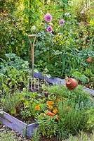 Raised beds planted with herbs, vegetables, annuals and perennials. Savory, peppers, dahlia, marigolds, zinnia.