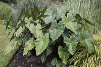 Colocasia esculenta 'Fontanesii in border with grasses and lawn - Elephants Ears 