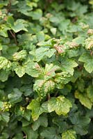 Currant blister aphid damage ribes leaves 