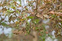 Alder beetle caterpillars on birch tree leaves - July