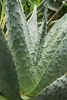 Aloe marlothii - Mountain Aloe - August