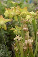 Sarracenia x moorei 'Marston Clone' flowers - Trumpet Pitchers
