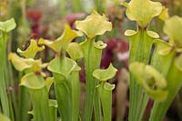 Sarracenia flava var rugelii - Yellow Pitcher Plant