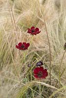Cosmos atrosanguineus amongst Stipa tenuissima - Chocolate Cosmos, Ponytail Grass - July