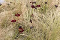 Cosmos Atrosanguineus amongst Stipa Tenuissima - Chocolate Cosmos, Ponytail Grass - July