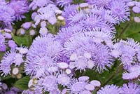 Ageratum 'Blue Champion'