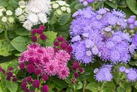 Ageratum 'Champion Mixed'