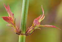 Leycesteria formosa  'Gold Leaf'  Himalayan honeysuckle  Flowering nutmeg  New spring growth  March