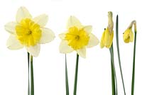Narcissus 'Bella Estrella'. Daffodil  Div. 11a  Split-corona. Collar. Open and closed flowers - April