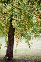 Malus 'Butterball'