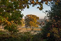 Quercus robur -  English oak tree, autumn 