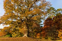 Quercus robur vintage - English oak tree 