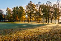 Ulmus - mixed elm trees in Preston Park