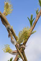 Detail of Scarlet Willow with catkins and leaves developing