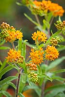 Asclepias tuberosa. Butterfly milkweed, Orange milkweed, Pleurisy root, Chigger flower