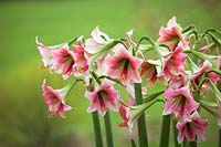 Hippeastrum 'Misty' - Amaryllis