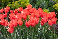 Tulipa 'Temple's Favourite'
