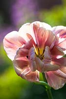 Tulipa 'La Belle Epoque'